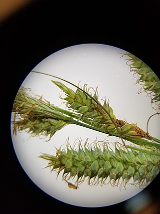 <i>Carex glaucescens</i> Species of grass-like plant