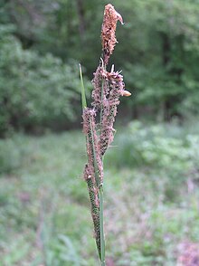 Carex buekii2.JPG