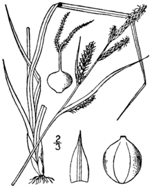 Carex haydenii BB-1913.png