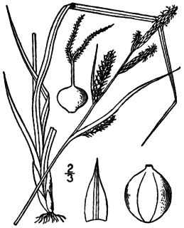 <i>Carex haydenii</i> Species of plant in the genus Carex