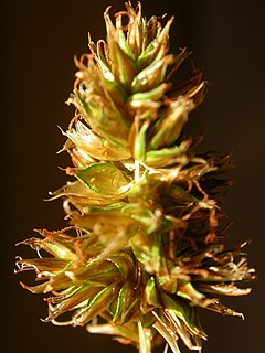 <i>Carex hoodii</i> Species of grass-like plant