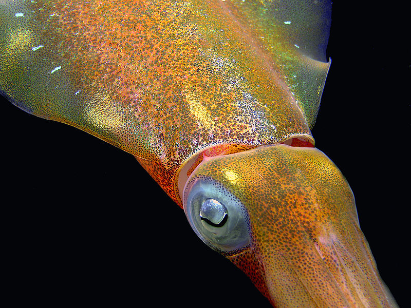 File:Caribbean Reef Squid colors.jpg