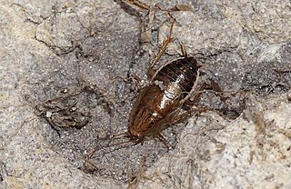 <i>Cariblatta minima</i> Species of cockroach