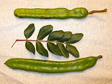 Carob pods and leaves in majorca arp Carob pods and leaves in majorca arp.jpg