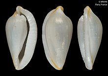 Carpiscula virginiae (MNHN-IM-2000-21236) .jpeg