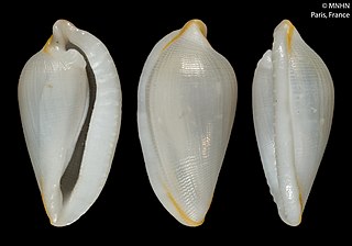 <i>Carpiscula virginiae</i> Species of gastropod