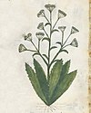 Casanatense 459, f.019v (particolare) .jpg