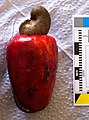 Cashewbaum: Beschreibung, Nutzung des Cashewbaumes, Trivia