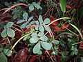 old branch with seeds