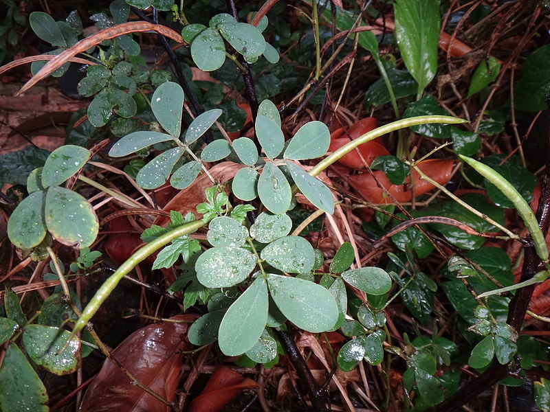 File:Cassia Tora (the seeds).JPG