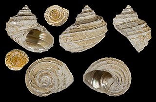 <i>Cataegis celebesensis</i> Species of gastropod