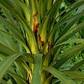 Brown stained mines on Cordyline australis showing evidence of Catamacta lotinana