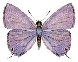 Catochrysops panormus (ento-csiro-au).jpg