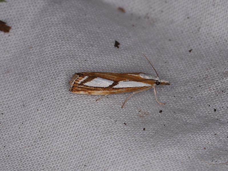 File:Catoptria sp. (28349715947).jpg