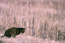 Gatera (gato) - Wikipedia, la enciclopedia libre