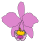 Pictogramă Orchidaceae