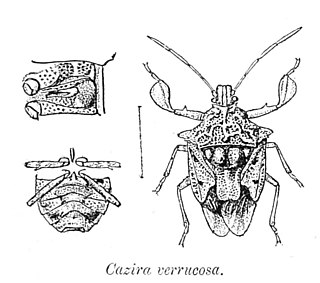 <i>Cazira</i> Genus of true bugs