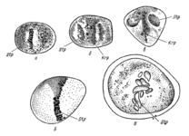 Деление клеток по Э. Руссову (1872)