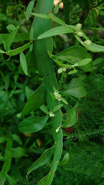 File:Centipede Plant (Homalocladium platycladum).jpg