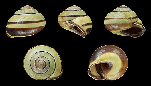 Cepaea nemoralis var. libellula flavovirescens fasciata 003(45)