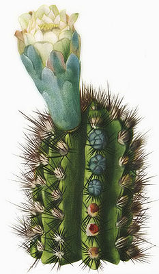 Pilosocereus polygonus Figure 3 on panel IV in The Cactaceae.  Volume 2