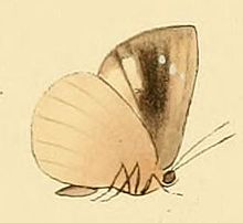 Cephetola cephena1.JPG