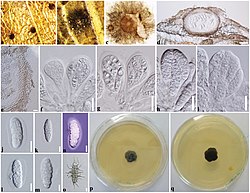 Ceramothyrium longivolcaniforme (10.3897-mycokeys.61.47056) Figure 2.jpg