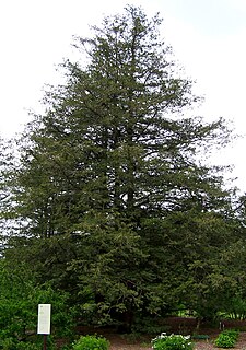 <i>Chamaecyparis pisifera</i> Species of conifer