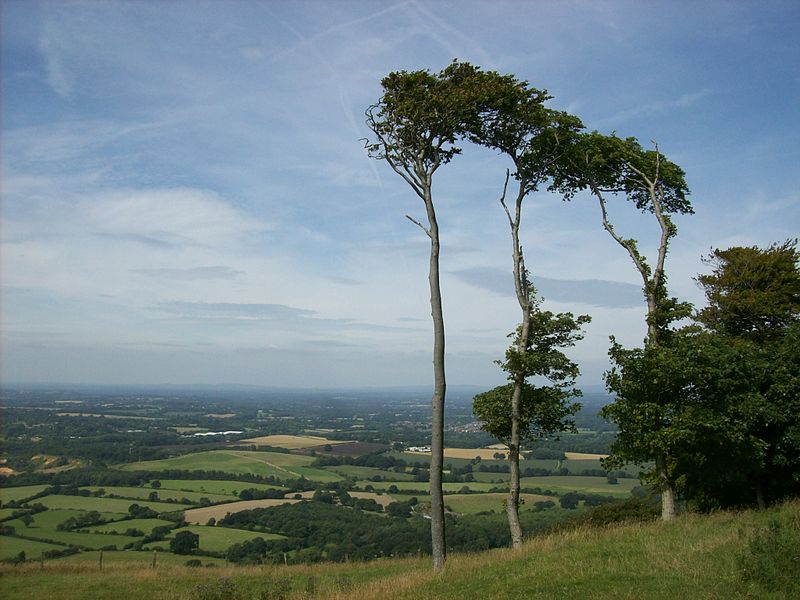 File:Chanctonbury Ring 6.jpg