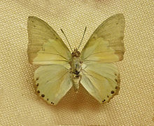 Charaxes eupale-Musee zoologique de Strasbourg.jpg