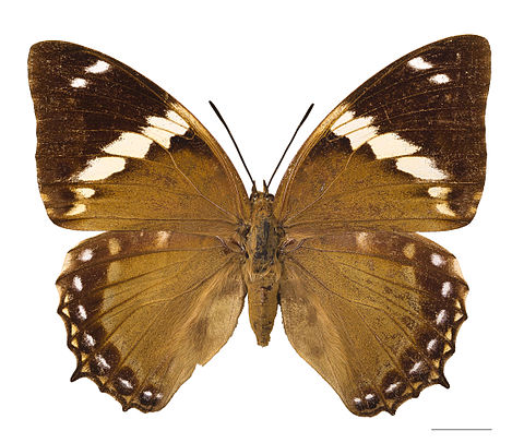 Museum specimen ♀ dorsal side