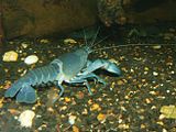 Cherax destruktor (Cyan yabby) .jpg