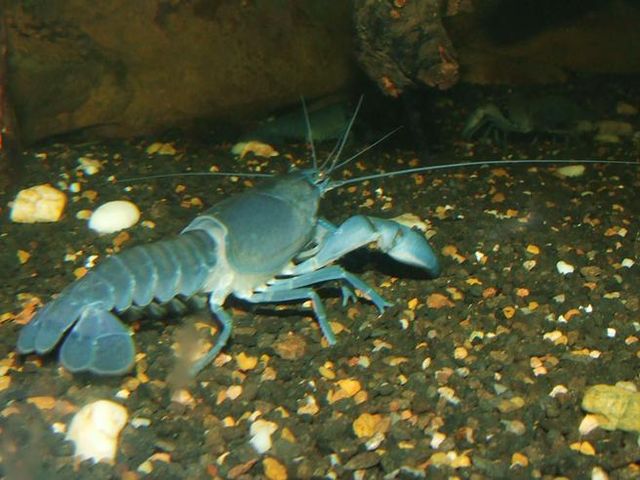 Common yabby - Wikipedia