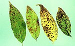 Thumbnail for Cherry leaf spot