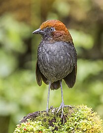 Chestnut-naped antpitta Grallaria nuchalis