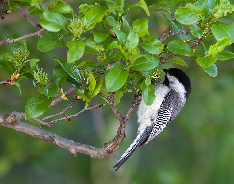 File:Chickadee 777.jpg