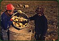 "Children_gathering_potatoes_on_a_large_farm._Vicinity_of_Caribou,_Aroostook_County,_Maine,_October_1940.jpg" by User:Postdlf