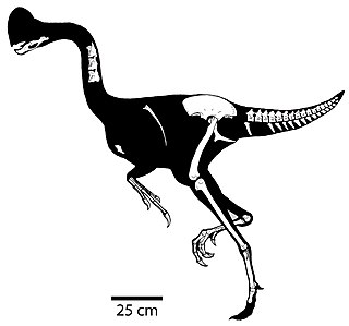 <i>Chirostenotes</i> Extinct genus of dinosaurs