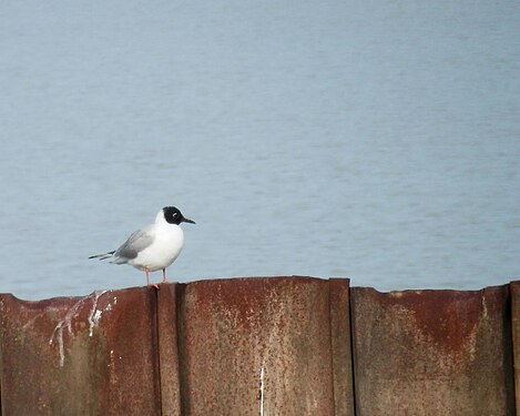 Bonaparte's Gull (Chroicocephalus philadelphia)