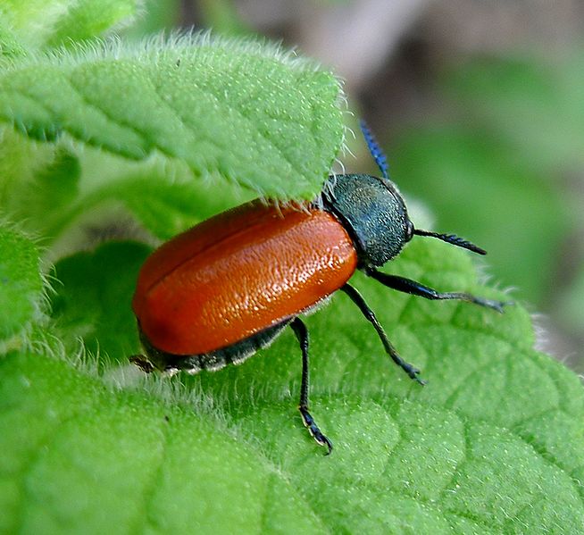 File:Chrysomelidae. Labidostomis taxicornis. Female. - Flickr - gailhampshire.jpg