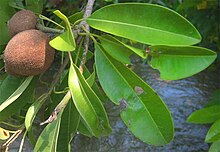 Achras sapota is both a Nomen illegitimum and a nomen superfluum and is properly called Manilkara zapota Cicozapote-immature-fruit-leaves.jpg