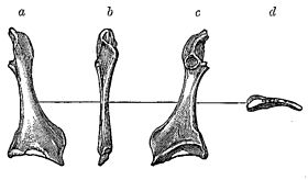 Лівий коракоїд Cimolopteryx rara