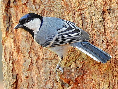 Parus cinereus