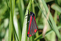 "Cinnabar_moth_(Tyria_jacobaeae)_2.jpg" by User:Charlesjsharp