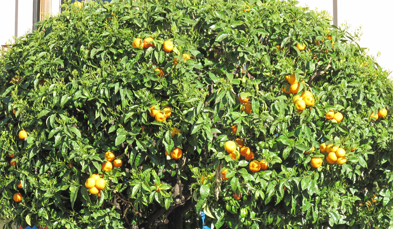 File:Citrus sinensis - -3- - Orange tree (cropped).png