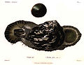 Desenho da concha, do animal em movimento e de seu opérculo (aqui, em 1880, ainda denominada Trochus pica).