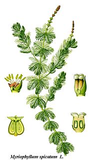 <i>Myriophyllum spicatum</i> species of plant