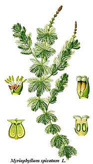 Cleaned-Illustration Myriophyllum spicatum.jpg