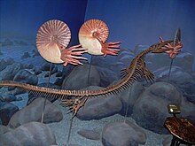 Fossil cast of a Clidastes propython skeleton next to some ammonite models at the North American Museum of Ancient Life. Clidastes propython skeleton and ammonite models.JPG