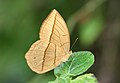 * Nomination Aemona amathusia (Hewitson, 1867)- Yellow Dryad. By User:Atanu Bose Photography --Atudu 15:46, 20 June 2024 (UTC) * Decline  Oppose Noisy. --Sebring12Hrs 21:12, 20 June 2024 (UTC)